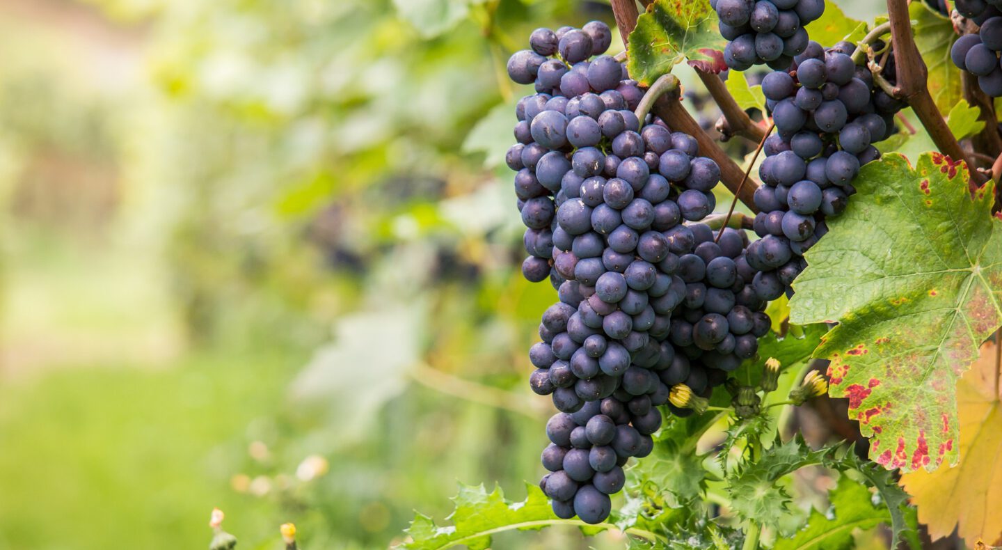 Pinot Noir grapes tastywines